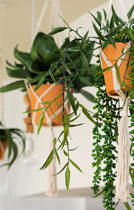 Zocalo Cocina Mexican & Cantina Hanging Plants, Restaurant Design - Valerie Legras Atelier